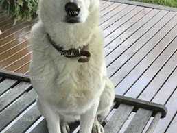 Загубилась собака с. Лісники - VDALA.PRO