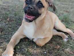 Загубилась собака (дівчинка) в районі вулиць Архипенка- Йорданська - VDALA.PRO