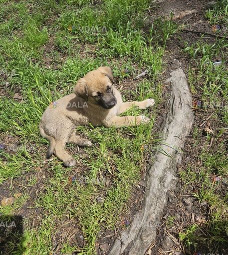 Доброго дня. Загубилася собачка в місті Ірпінь. Вулиця Полтавська. - VDALA.PRO