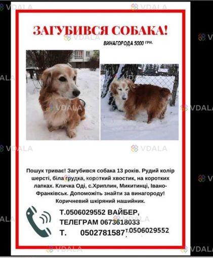 Загубився собака, Метис спаніелі , 13 років, кличка Оді, руда шерсть - VDALA.PRO