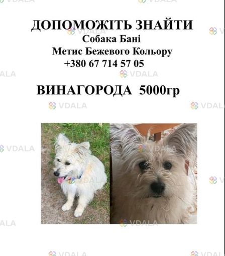 Шукаємо песика. Вага до 10 кг. Загубився пес вже більше двох тижнів - VDALA.PRO