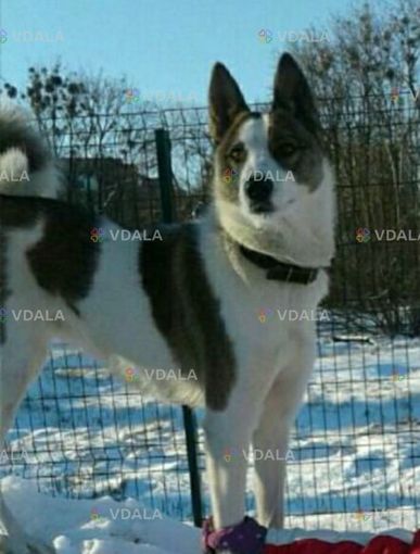 Загубилася собака лайка, 9 років. Дівчинка. звати Лайма. Львів - VDALA.PRO