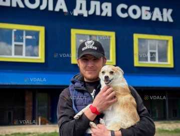 Навчання собак. Школа собак Дред. Кінолог - VDALA.PRO