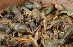 Продам раків , живі та варені є в наявності Є відправка Новою поштою. - VDALA.PRO