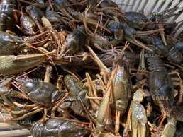 Постійно в наявності живі та приготовлені раки на рибгоспі - VDALA.PRO