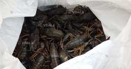 Раки ,живі , різнобій , від 1 кг ( є з ікрою ) Ціна малий 700грн - VDALA.PRO