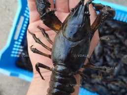 У продажу живі та варені раки - VDALA.PRO