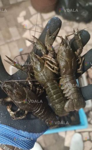 Свежие раки,живые. Так же вареные раки в рассоле. Продажа от 1 кг. - VDALA.PRO