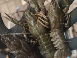 Свежие раки,живые. Так же вареные раки в рассоле. Продажа от 1 кг. - VDALA.PRO