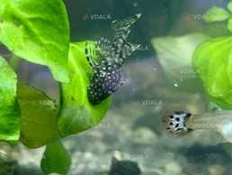 анциструс акваріумна рибка - VDALA.PRO