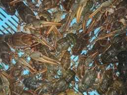 Продаю свіжі, смачні раки різного розміру. В наявності раки є постійн - VDALA.PRO