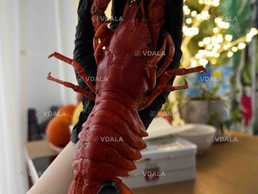 Раки свіжо виловлені та вʼялені - VDALA.PRO