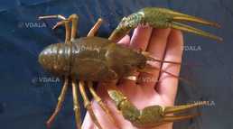 Раки річкові, різних розмірів. Смачно варимо. Є доставка. - VDALA.PRO