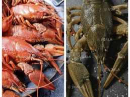 В наявності річкові раки різних розмірів.Продаємо живими,смачно готуєм - VDALA.PRO