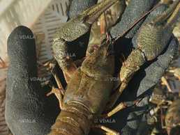 В продаже живые и вареные раки . Микс 30-35 шт./кг. Средний - VDALA.PRO