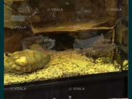 Террариум с натуральными камнями - VDALA.PRO