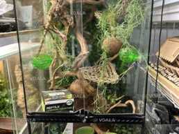 Тераріум - VDALA.PRO