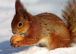 Продукты - VDALA.PRO