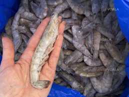 Креветка дика атлантична , варено-морожена, без льоду, сухої заморозки - VDALA.PRO