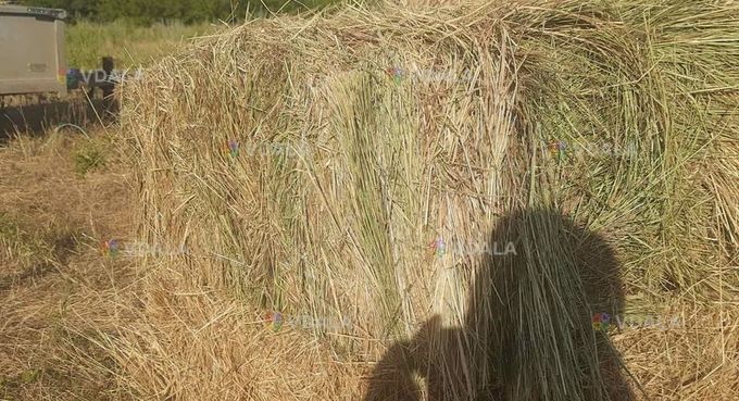 Продам сіно різнотрав'я. Зібране в гарну погоду і висушене - VDALA.PRO
