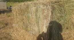 Продам сіно різнотрав'я. Зібране в гарну погоду і висушене - VDALA.PRO