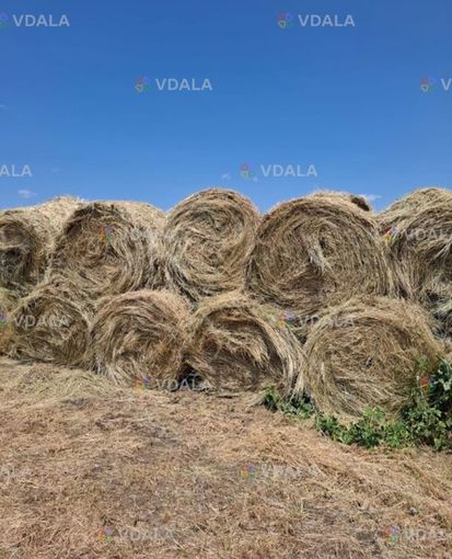 Продам сіно в рулонах, 200-250 кг, 2025 року - VDALA.PRO