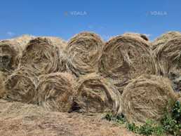 Продам сіно в рулонах, 200-250 кг, 2025 року - VDALA.PRO