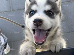 щенок хаски бесплатно - VDALA.PRO