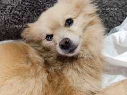 Нужна помощь собачке, шпиц! - VDALA.PRO