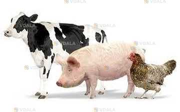 Співпраця   виробникам тваринництва, птахівництва - VDALA.PRO