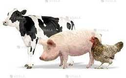 Співпраця виробникам тваринництва, птахівництва - VDALA.PRO