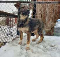 Помогите найти собаку - VDALA.PRO