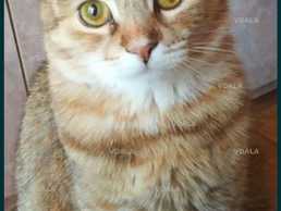 Пропала кошка - VDALA.PRO