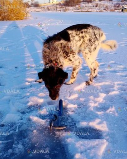 допоможіть знайти собаку!.. - VDALA.PRO