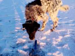 допоможіть знайти собаку!.. - VDALA.PRO