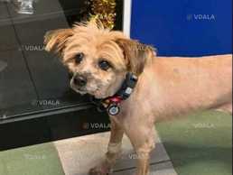 Помогите найти собаку - VDALA.PRO