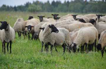 Продажа готового бизнеса - VDALA.PRO