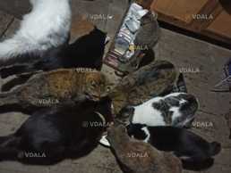 Потрібна допомога тваринкам з Краматорська, а саме корм, обробка - VDALA.PRO