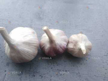 Так, часник сорту Любаша, вирощений у домашніх умовах, калібрований - VDALA.PRO