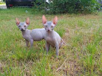 🐾 Лисі котики породи свінск шукають дім! 🐾 - VDALA.PRO