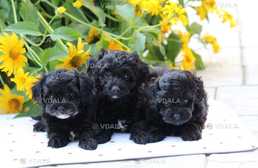 щенки мальтипу, мальчики - VDALA.PRO