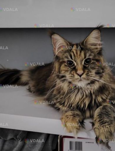 Віддам в добрі руки кошенят Мейн кун - VDALA.PRO