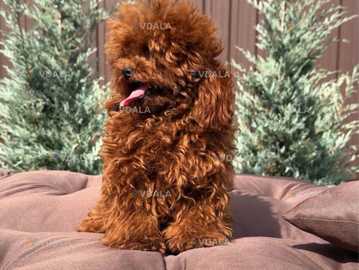 вязка той пудель з китаю вязка той пудель з китаю - VDALA.PRO