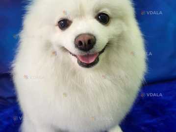 білий німецький шпіц дівчинка шукає хлопчика для вязки білий німецький шпіц дівчинка шукає хлопчика для вязки - VDALA.PRO