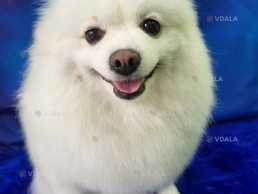 білий німецький шпіц дівчинка шукає хлопчика для вязки білий німецький шпіц дівчинка шукає хлопчика для вязки - VDALA.PRO