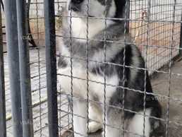 віддам в добрі руки дорослих аляскинских маломутов - VDALA.PRO