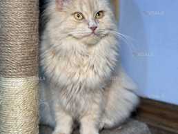 отдам котеек в добрые ручки, есть выбор - VDALA.PRO