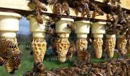 бджоломатки карніка пешец. Бджоли. Матка - VDALA.PRO