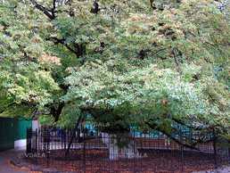 Пешеходная экскурсия по Киеву - VDALA.PRO