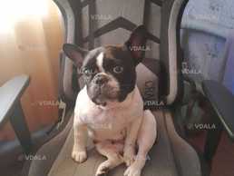 віддам Французького бульдога в добрі руки - VDALA.PRO